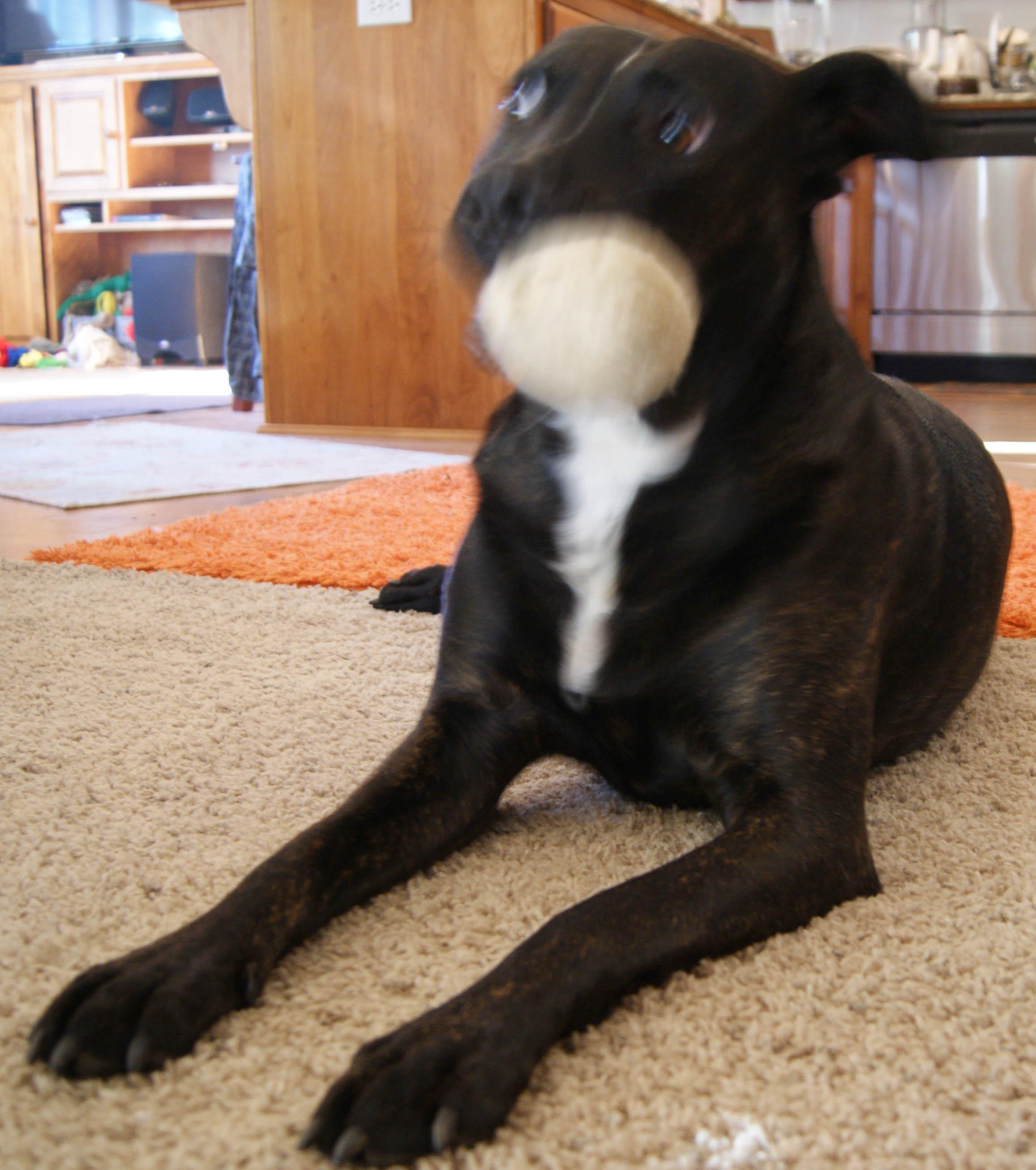 wool ball dog toy