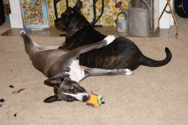 dogs playing with wool ball